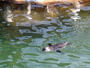 Penquin Swimming